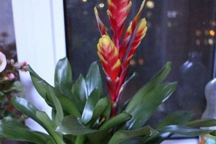 水蜜桃北方可以种植吗