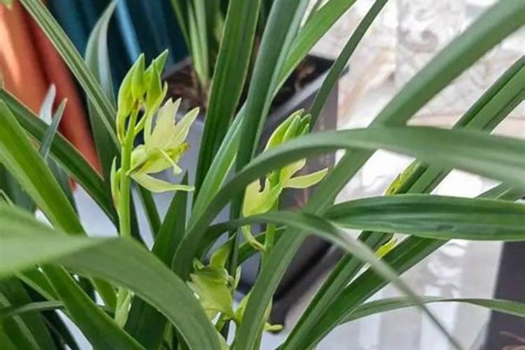 花生不同生长阶段的追肥要点 花生施肥应该注意什么