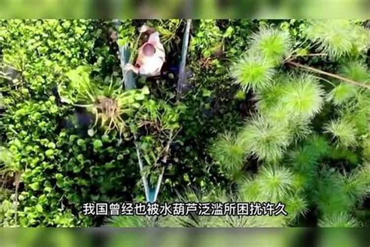 如何自制有机肥？