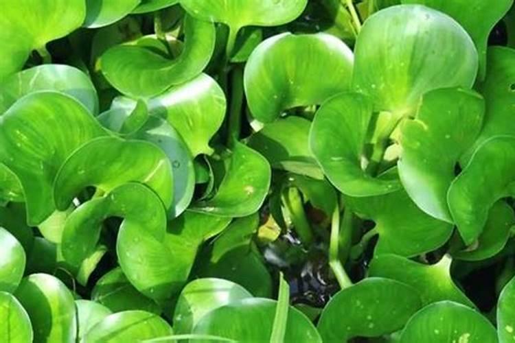 水葫芦如何做肥料