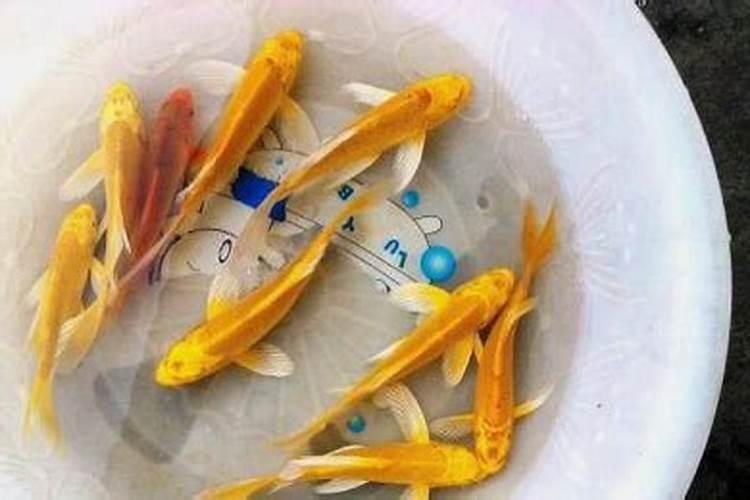 海鱼和淡水鱼哪个做花肥好？