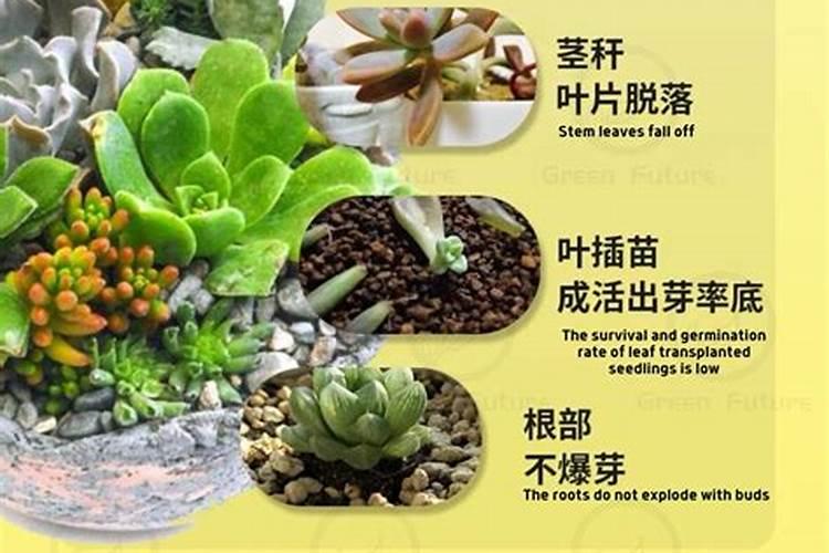 花果控释肥实际使用起来好吗