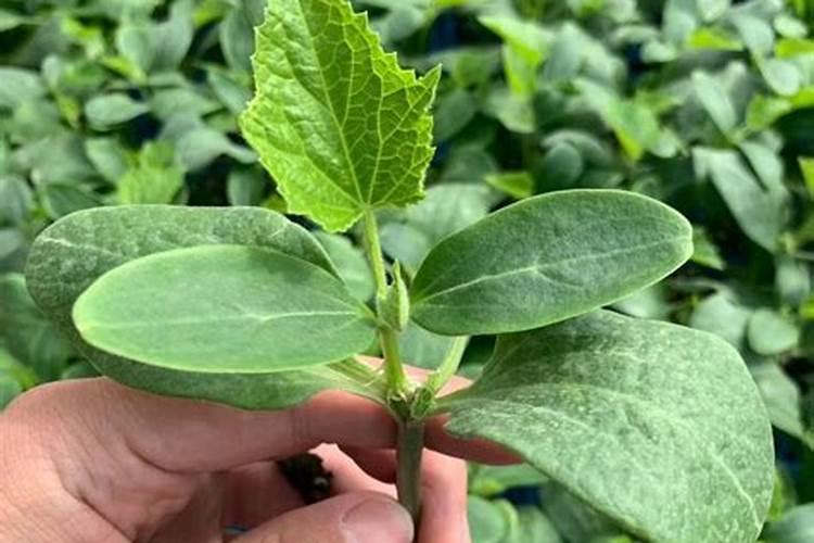 氮肥有哪些区别,怎么自制氮肥