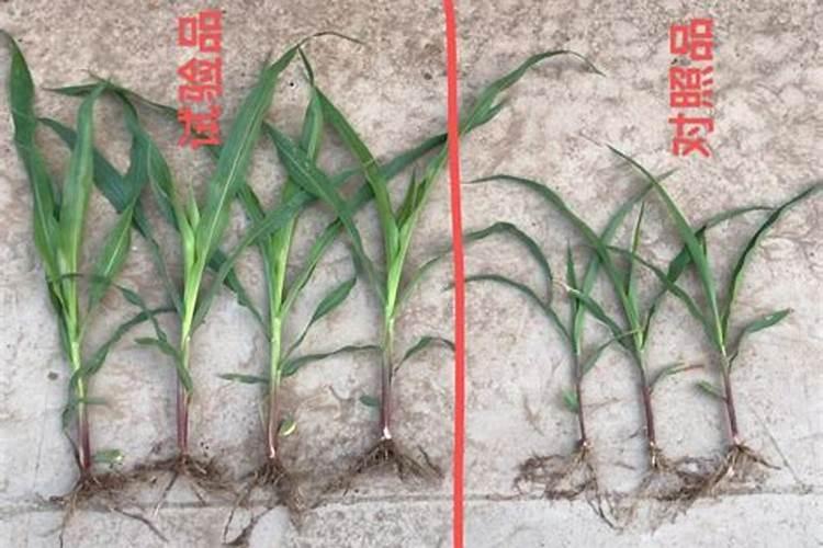 盆栽的菊花施什么肥料