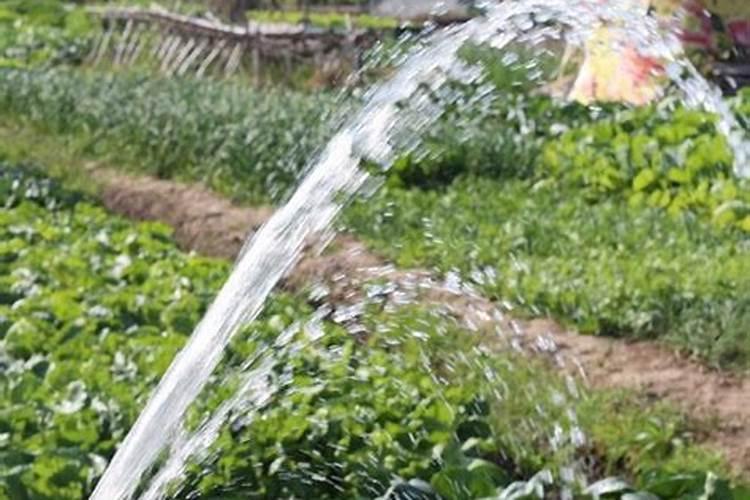 磷肥可以直接浇菜吗