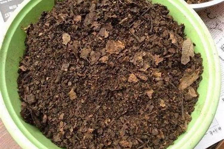 盆土板结、泛白的原因和解决方法,有什么技巧避免土壤结块？