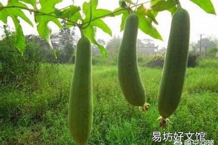 茶花育蕾期如何施肥浇水