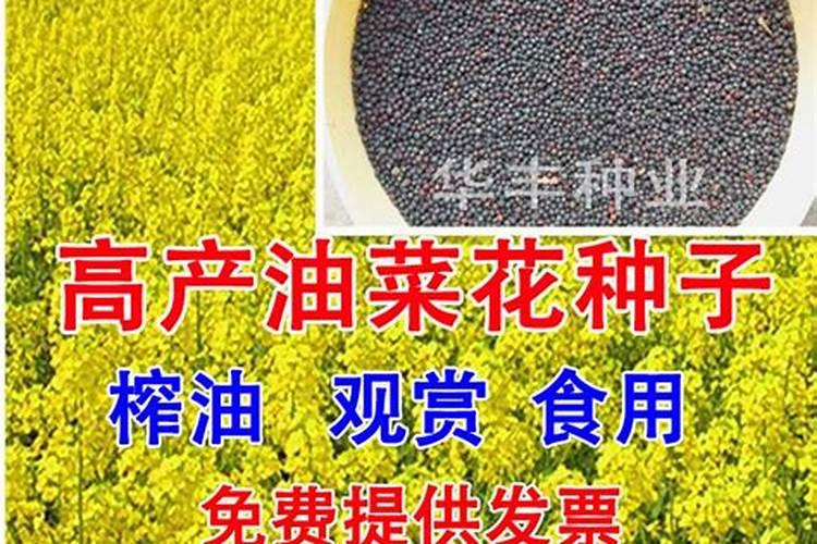 茉莉肥大了叶子卷了还会活吗