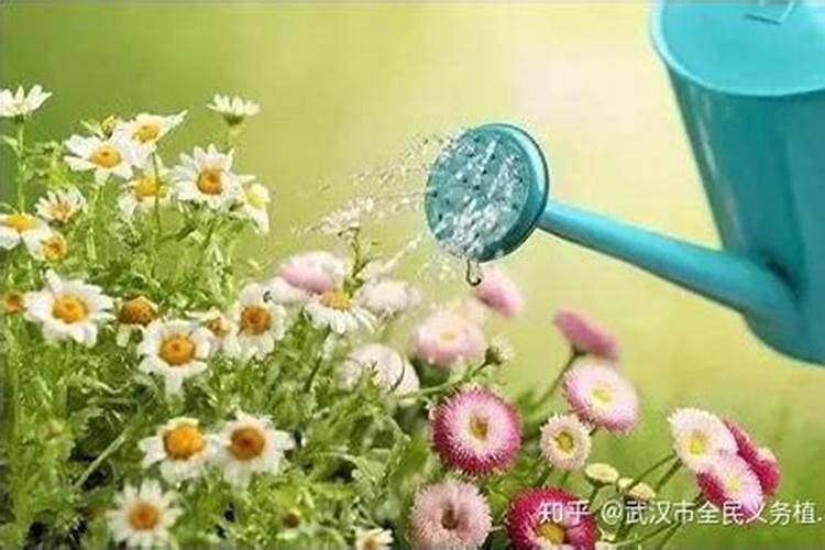 生根粉可以浇花吗