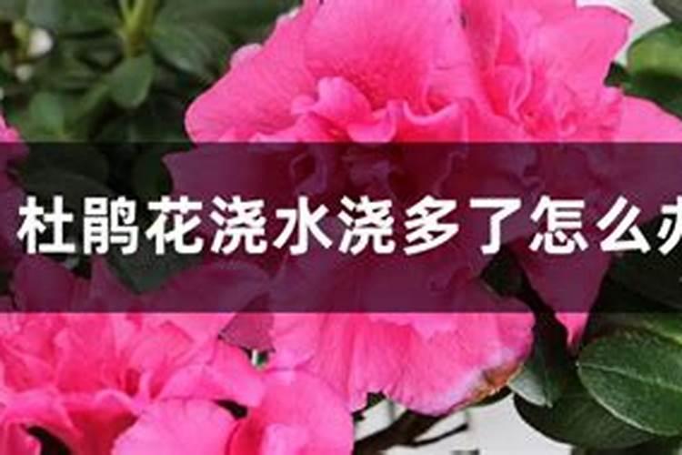 杜鹃花怎么施肥？
