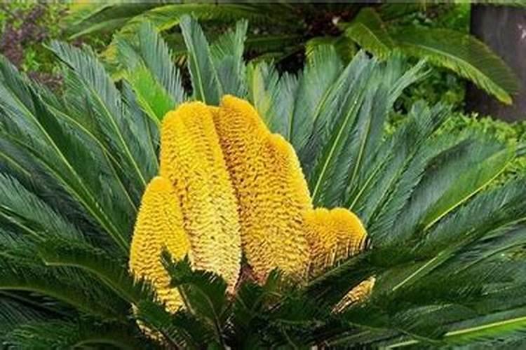 风铃花枯萎了怎么补救