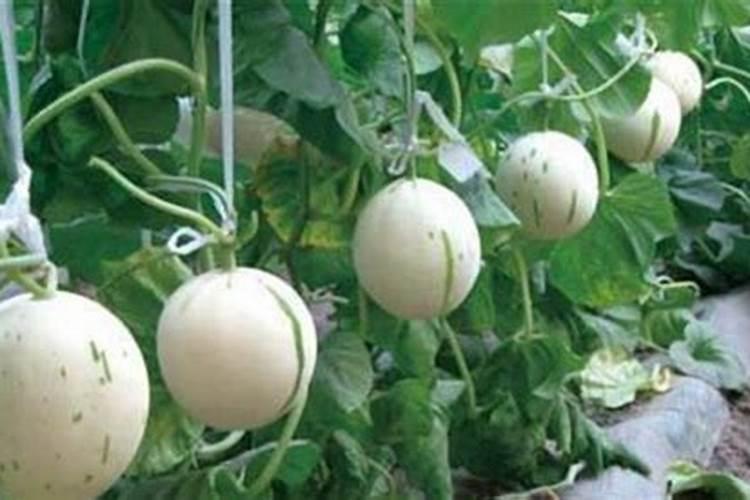 花生果腐烂用的微量元素价格