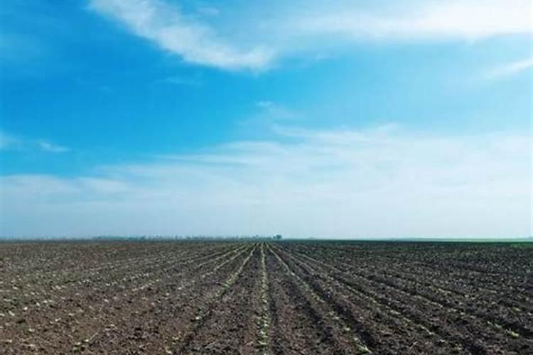 施用草木灰是什么肥料