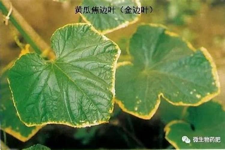 燃烧的草木灰是什么肥