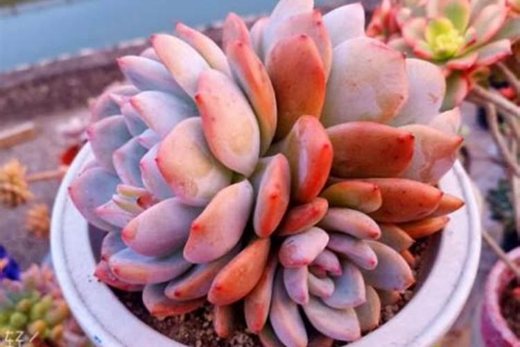 多肉需要施肥吗 如何施肥长得好