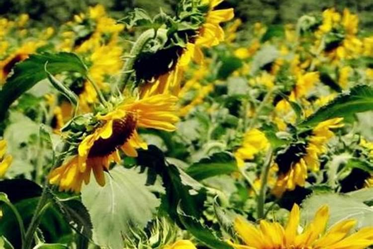 种油葵用什么肥料好