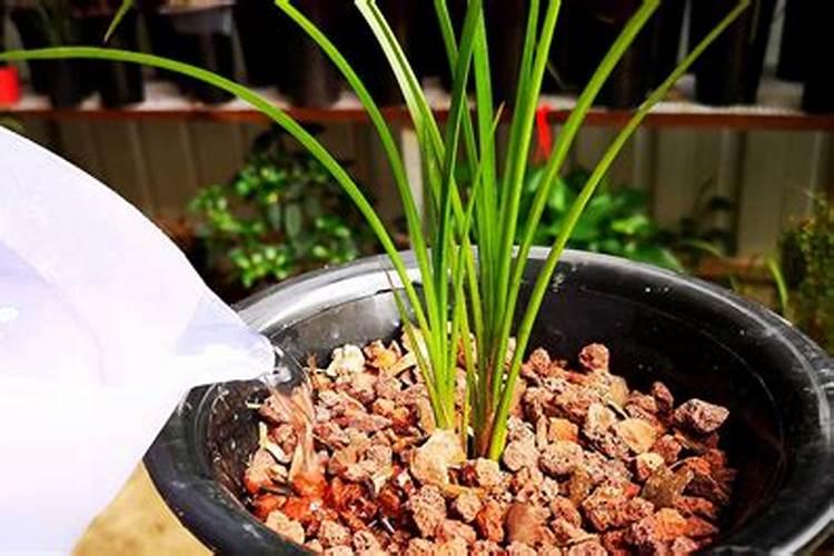 兰花喜欢什么肥料 如何给兰花施肥