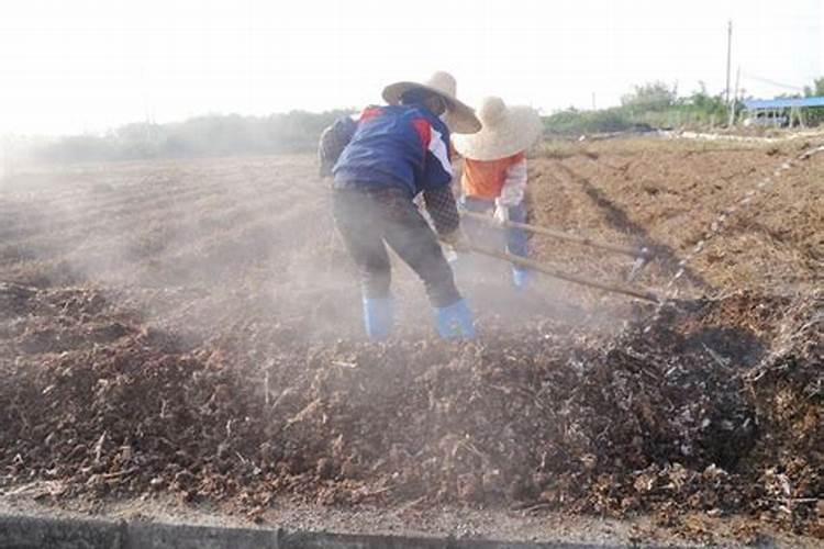 打“激素”的黄瓜怎么辨认？菜农:牢记3点,轻松识别“劣质货”