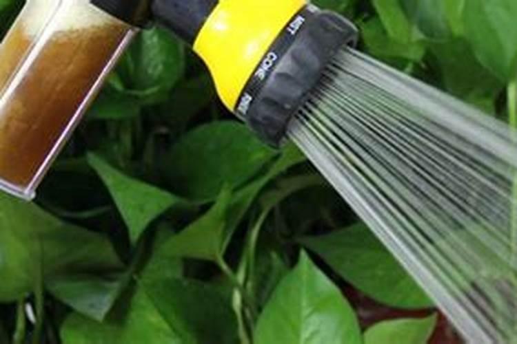 植物营养液的正确使用方法