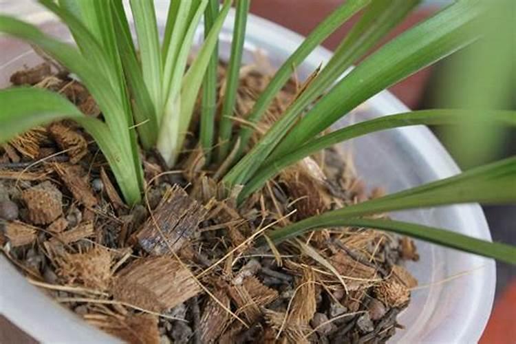 兰花买来后多久施肥