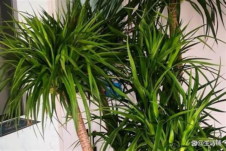 龙血树如何施肥