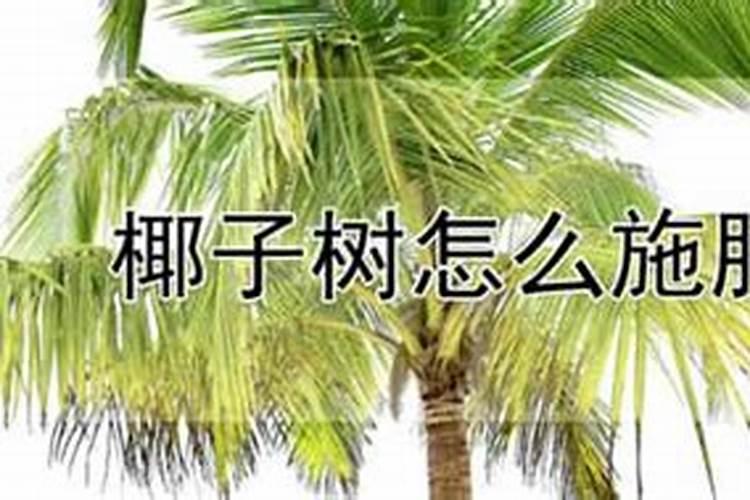 椰子树用什么肥料最好