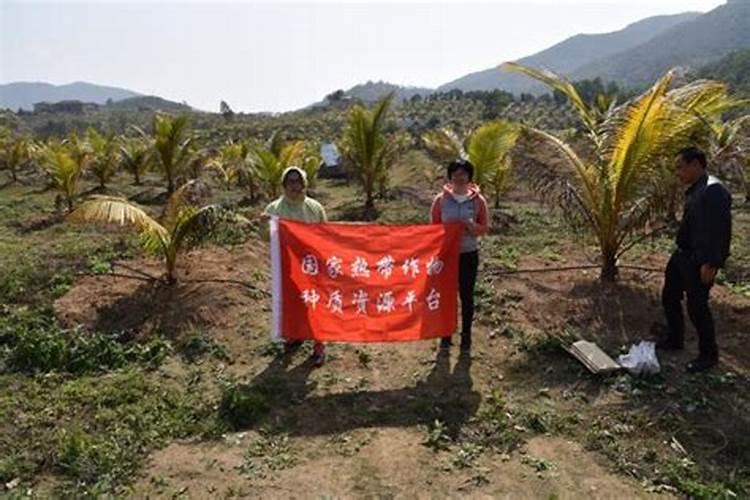 椰子树用什么肥料最好