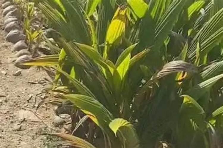 椰子是怎么种出来的 椰子树种植技术总结