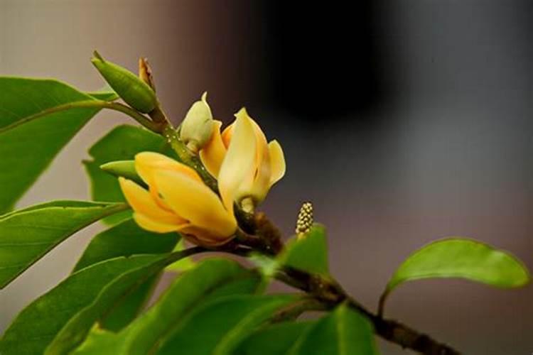 黄豆14斤,小鸡饲料1.5斤,玉米2斤,绿豆1斤,枸杞干2斤,莲子干1斤,花粉1.5...