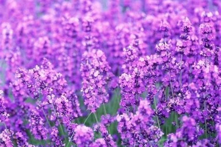 青罗卜冲施甜蜜素肥甜吗？