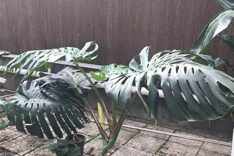 龟背竹施什么肥最好