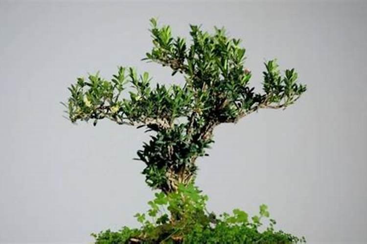 复合肥十大名牌排行榜