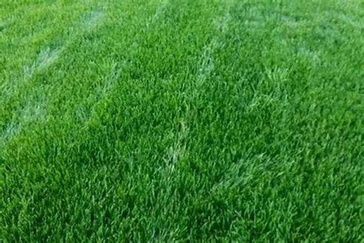 草坪用什么肥好