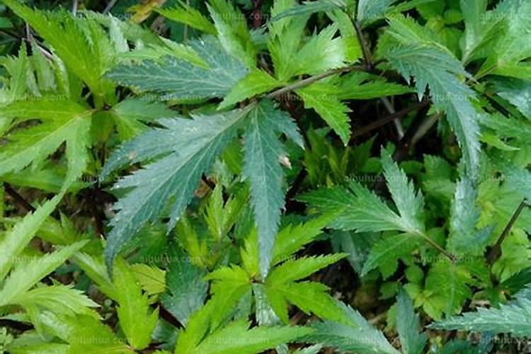 当归种植需要什么肥