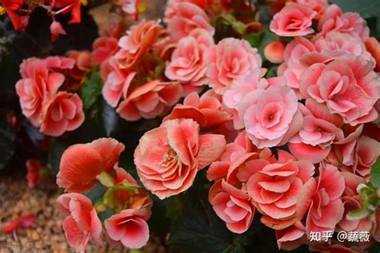 四季秋海棠施什么肥四季海棠开花时用施肥吗