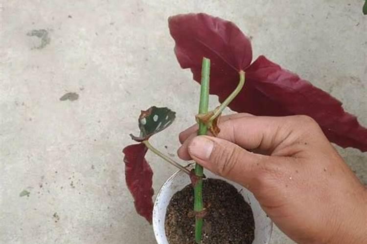 秋季粉玫瑰海棠怎么养