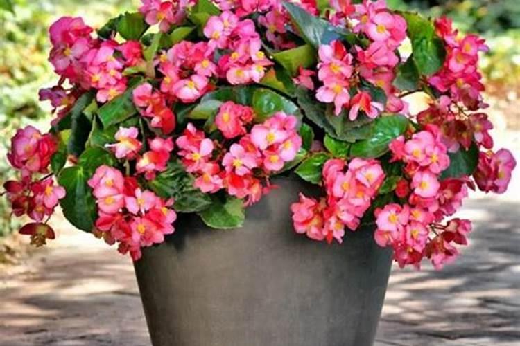 秋海棠花的养殖方法和注意事项