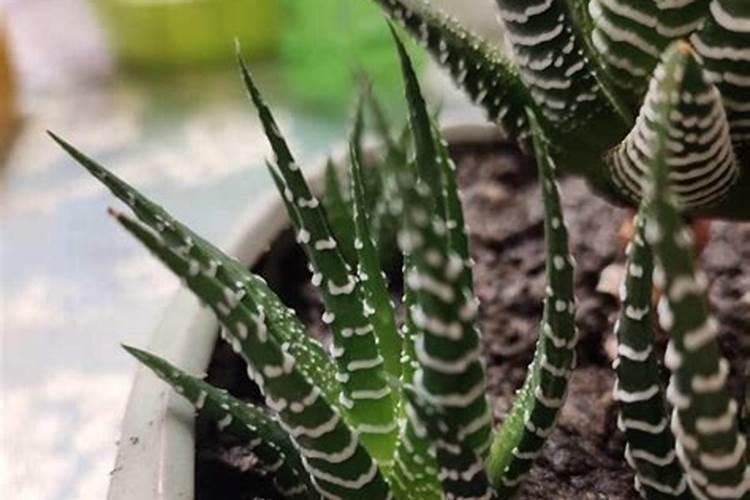 小麦底肥3个15怎么样 所以不建议一概而论