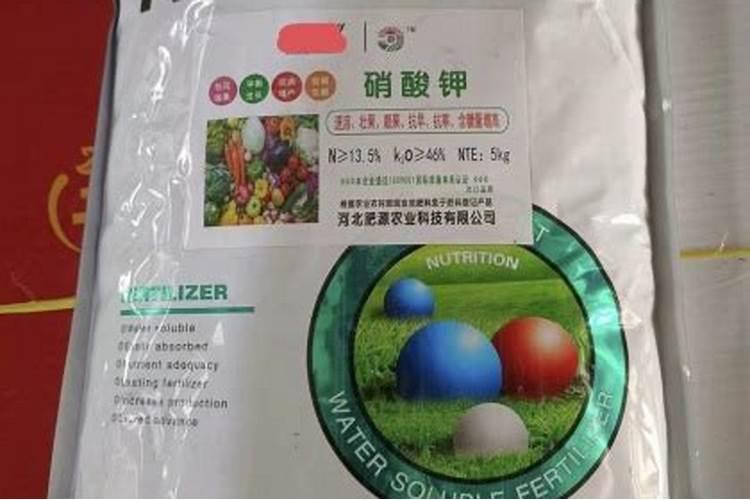 番茄苗移栽后没长新根什么原因