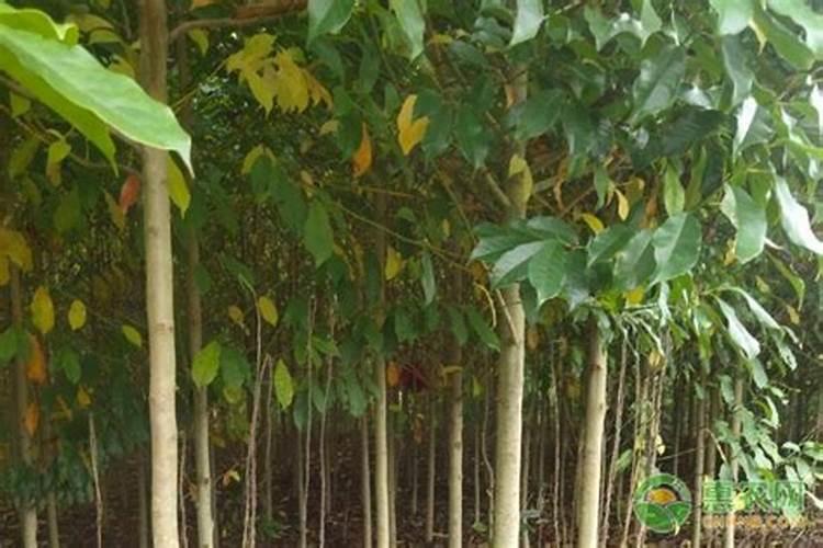 氯化钾是危险品吗