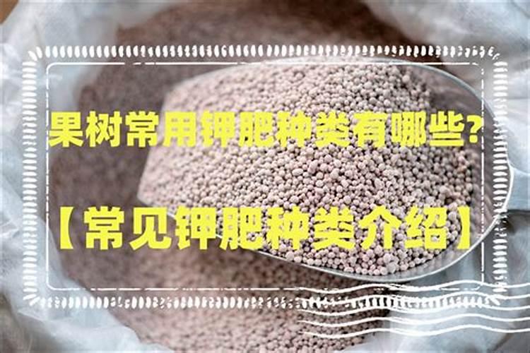 荔枝壮果期用什么肥比较好