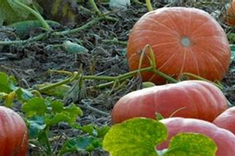 种南瓜用什么肥料又大又甜