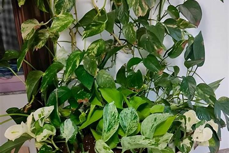 绿萝怎么施肥养才能更旺盛