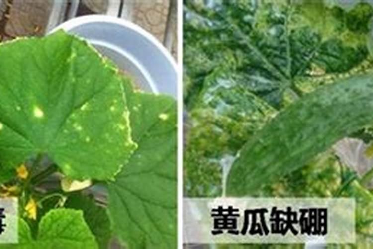 津大盛源复合肥怎么样