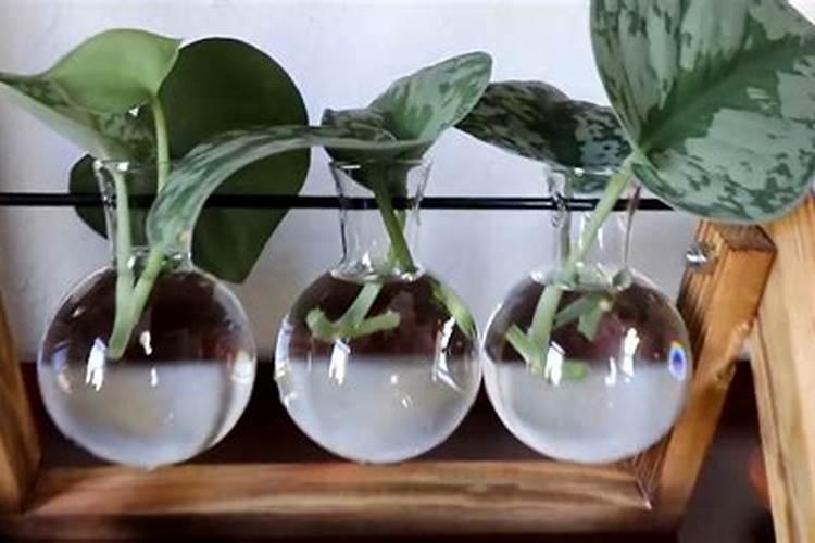 绿萝夏天怎么养才能更旺盛