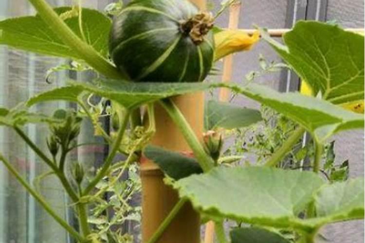 复合肥可以做南瓜底肥吗