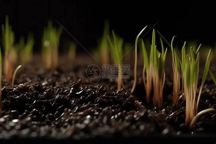 水稻怎样催芽更好