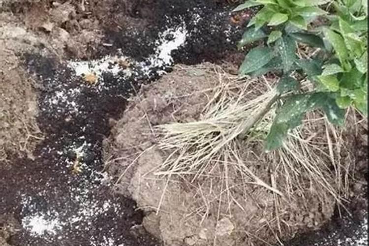 花生硼肥啥时候打好