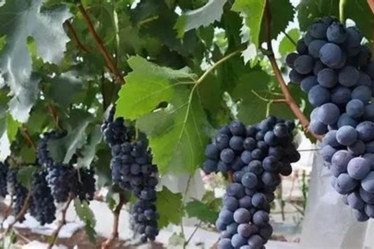 怎么分辨肥料种类