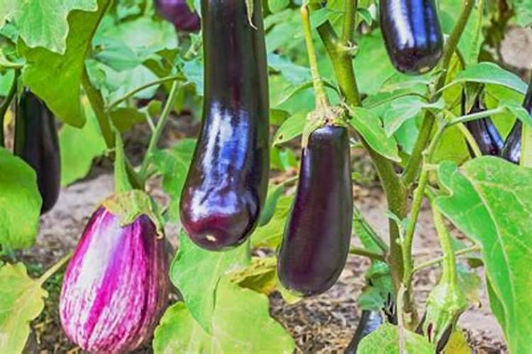 种植茄子要如何施肥